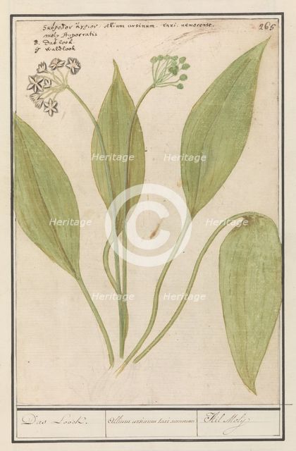 Bear's garlic (Allium ursinum), 1596-1610. Creators: Anselmus de Boodt, Elias Verhulst.