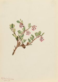 Bearberry (Arctostaphylos uva-ursi), 1916. Creator: Mary Vaux Walcott