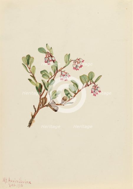 Bearberry (Arctostaphylos uva-ursi), 1916. Creator: Mary Vaux Walcott.