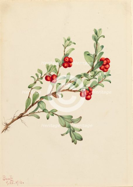 Bearberry (Arctostaphylos uva-ursi), 1916. Creator: Mary Vaux Walcott.