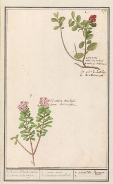 Bearberry (Arctostaphylos uva-ursi) and Hot pepper sapling (Daphne cneorum ), 1596-1610. Creators: Anselmus de Boodt, Elias Verhulst