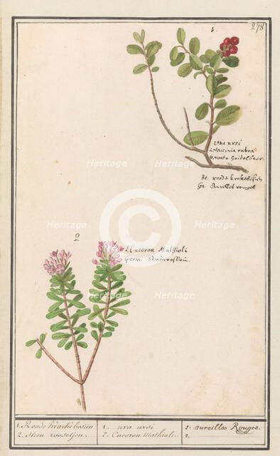 Bearberry (Arctostaphylos uva-ursi) and Hot pepper sapling (Daphne cneorum ), 1596-1610. Creators: Anselmus de Boodt, Elias Verhulst.