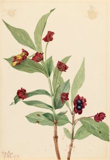 Bearberry Honeysuckle (Lonicera involucrata), 1917. Creator: Mary Vaux Walcott