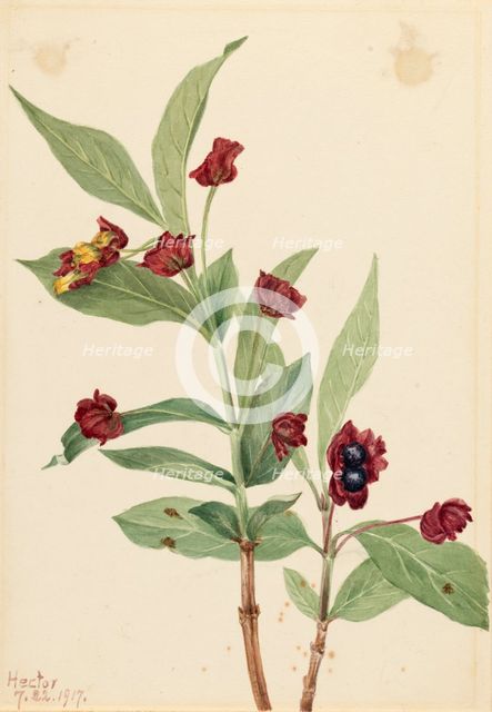 Bearberry Honeysuckle (Lonicera involucrata), 1917. Creator: Mary Vaux Walcott.