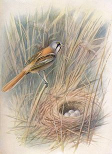 Bearded-Tit or Reedling - Panu'rus biar'micus c1910, (1910). Artist: George James Rankin