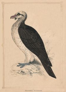 Bearded Vulture (Gypaetus barbatus), c1850, (1856)