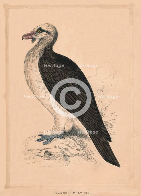 'Bearded Vulture', (Gypaetus barbatus), c1850, (1856). Artist: Unknown.
