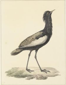 Bearded bustard (Eupodotis Bengalensis / Houbaropsis Bengalensis), 1759-1842. Creator: Pieter Bartholomeusz. Barbiers