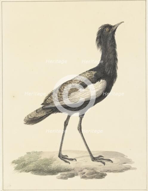 Bearded bustard (Eupodotis Bengalensis / Houbaropsis Bengalensis), 1759-1842. Creator: Pieter Bartholomeusz. Barbiers.
