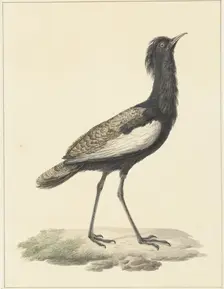 Bearded bustard (Eupodotis Bengalensis / Houbaropsis Bengalensis), 1759-1842. Creator: Pieter Bartholomeusz. Barbiers