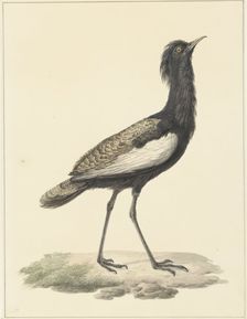 Bearded bustard (Eupodotis Bengalensis / Houbaropsis Bengalensis), 1759-1842. Creator: Pieter Bartholomeusz. Barbiers
