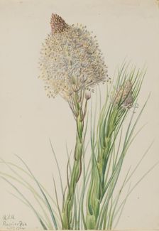 Beargrass (Xerophyllum tenax), 1924. Creator: Mary Vaux Walcott
