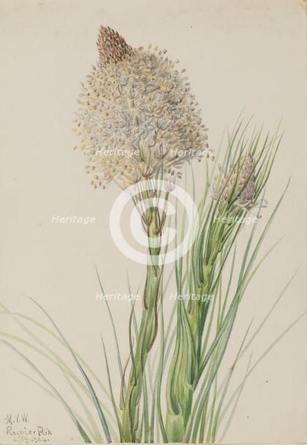 Beargrass (Xerophyllum tenax), 1924. Creator: Mary Vaux Walcott.