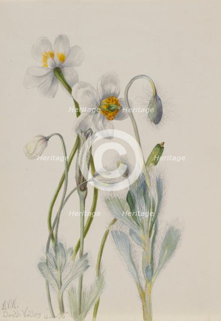 Bearpoppy (Arctomecon merriami), 1935. Creator: Mary Vaux Walcott.