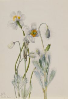 Bearpoppy (Arctomecon merriami), 1935. Creator: Mary Vaux Walcott