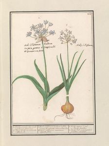 Bear's garlic (Allium ursinum), 1596-1610. Creators: Anselmus de Boodt, Elias Verhulst