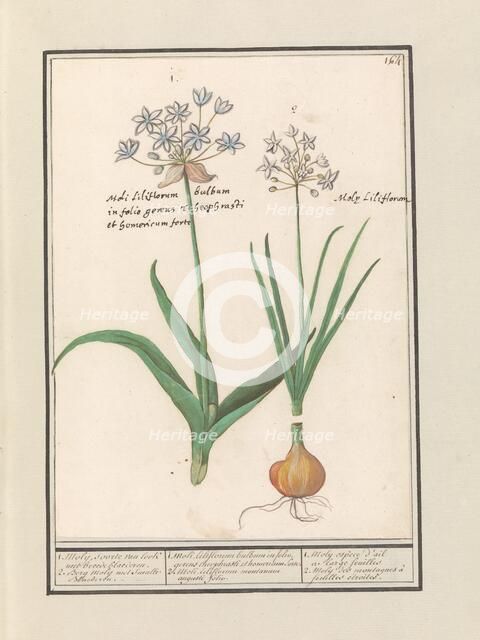 Bear's garlic (Allium ursinum), 1596-1610. Creators: Anselmus de Boodt, Elias Verhulst.