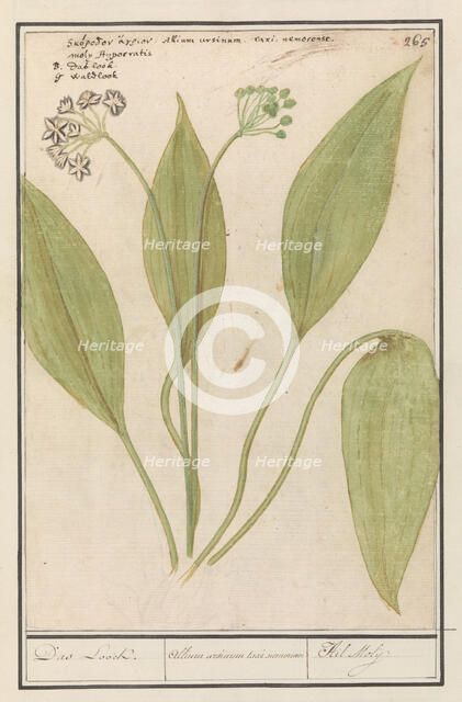 Bear's garlic (Allium ursinum), 1596-1610. Creators: Anselmus de Boodt, Elias Verhulst.