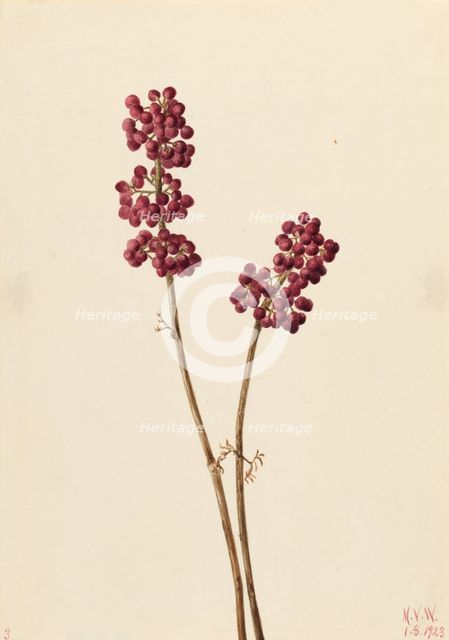 Beauty Berry (Callicarpa americana), 1923. Creator: Mary Vaux Walcott.