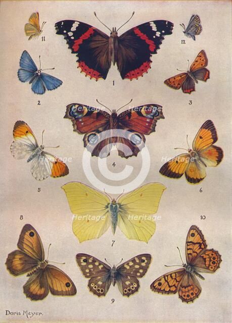 'Beautiful Butterflies of the British Isles', c1934. Artist: Unknown.