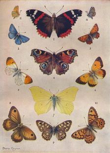 Beautiful Butterflies of the British Isles c1934