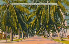 Beautiful Palm-Lined Drive in Navy Yard, Key West, Florida c1940s