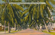 Beautiful Palm-Lined Drive in Navy Yard, Key West, Florida c1940s