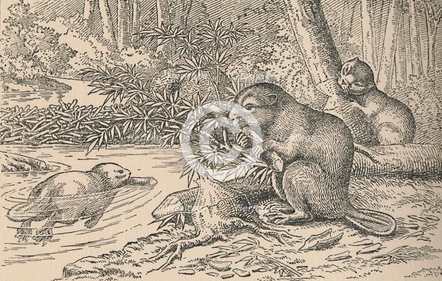 'Beavers', 1916. Artist: Unknown.