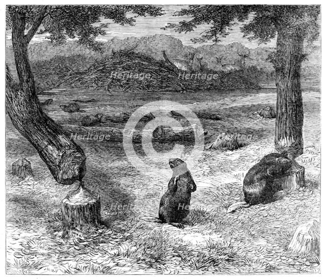 Beavers cutting down trees, 1862. Creator: Unknown.