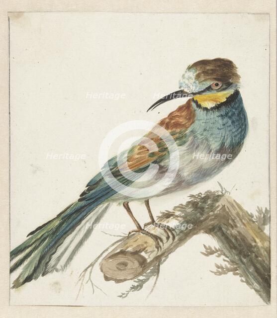 Bee-eater (Merops apiaster), 1650-1719. Creator: Jan Weenix.