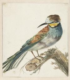 Bee-eater (Merops apiaster), 1650-1719. Creator: Jan Weenix