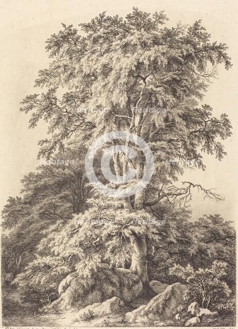 Beech Grove, 1840. Creator: Eugene Blery.