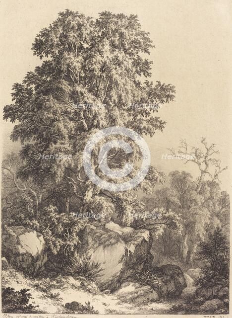 Beech Grove, 1840. Creator: Eugene Blery.