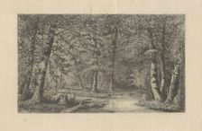 Beech Forest, 1870s-1880s. Creator: Carl C. Brenner