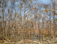 Beech forest, 1885-1894 . Creator: Hodler, Ferdinand (1853-1918)