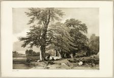 Beech, from The Park and the Forest, 1841. Creator: James Duffield Harding