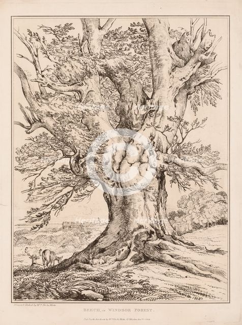 Beech in Windsor Forest, 1805. Creator: William Alfred Delamotte (British, 1775-1863).