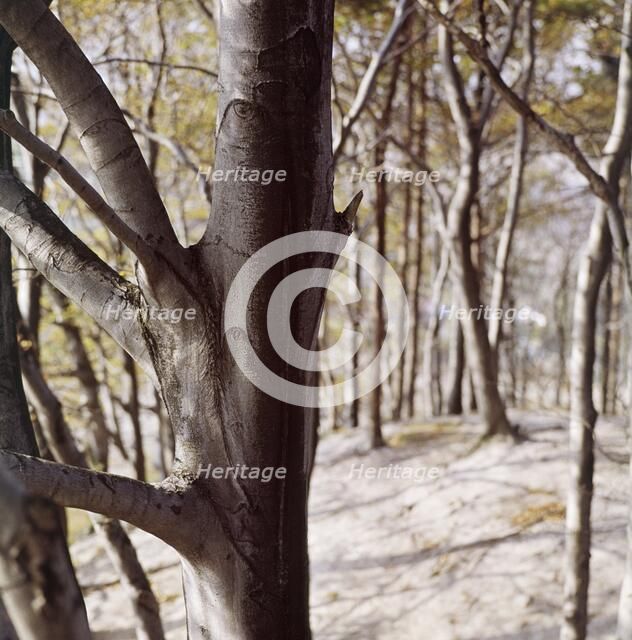 Beech wood, Sharpenhoe, Streatley, Bedfordshire, c1960s. Artist: John Gay.