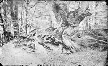 Beech tree at Burnham, Buckinghamshire, c1860-c1922. Artist: Henry Taunt