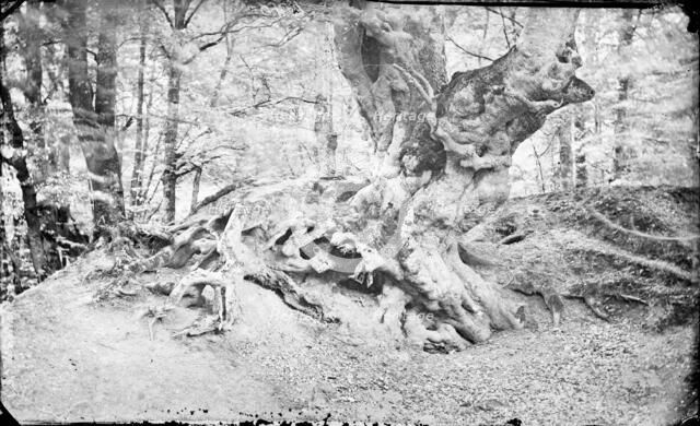 Beech tree at Burnham, Buckinghamshire, c1860-c1922. Artist: Henry Taunt