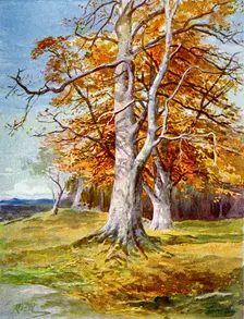 Beech Tree, Autumn 1900