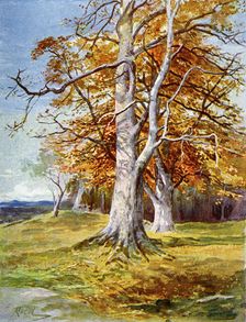 Beech Tree, Autumn 1900