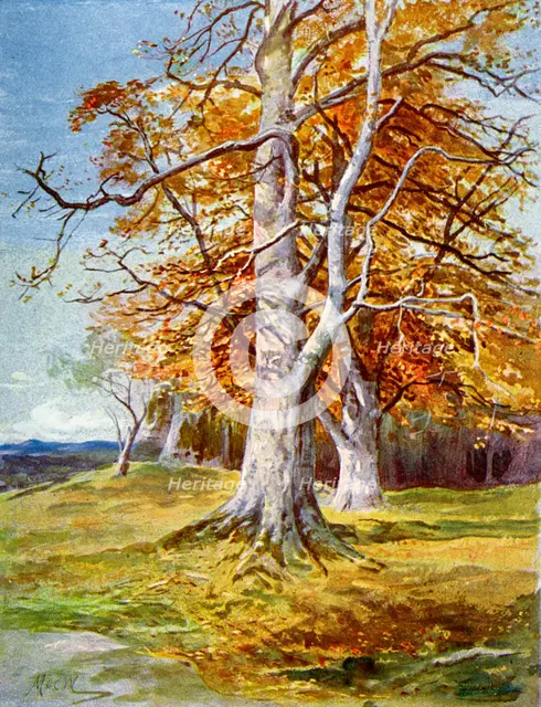 'Beech Tree, Autumn', 1900. Artist: Unknown