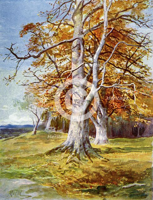 'Beech Tree, Autumn', 1900. Artist: Unknown