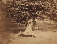 Beech Tree, Forest of Fontainebleau, c. 1856. Creator: Gustave Le Gray