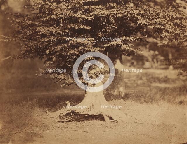 Beech Tree, Forest of Fontainebleau, c. 1856. Creator: Gustave Le Gray.