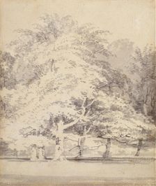 Beech Trees, 1795-1797. Creator: JMW Turner