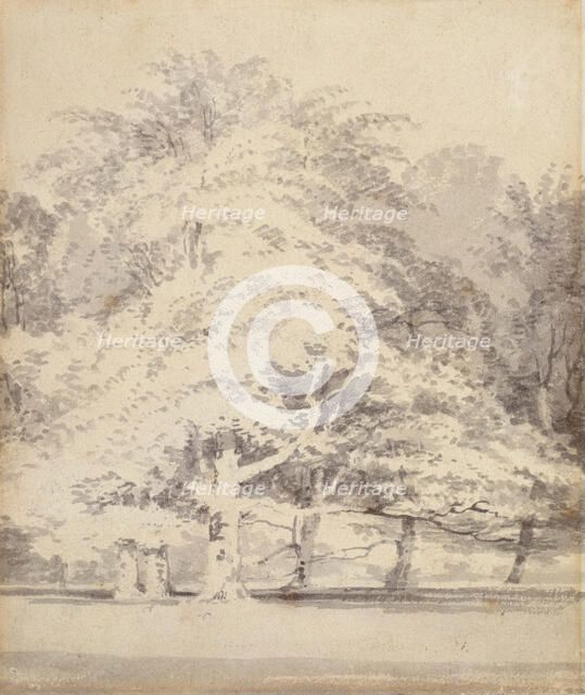 Beech Trees, 1795-1797. Creator: JMW Turner.