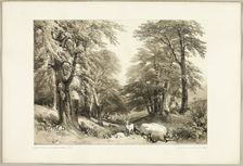 Beech Trees in Arundale Park, from The Park and the Forest, 1841. Creator: James Duffield Harding