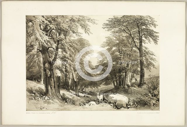 Beech Trees in Arundale Park, from The Park and the Forest, 1841. Creator: James Duffield Harding.